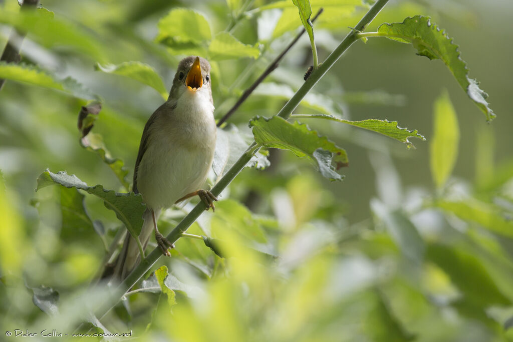 Rousserolle verderolleadulte, chant