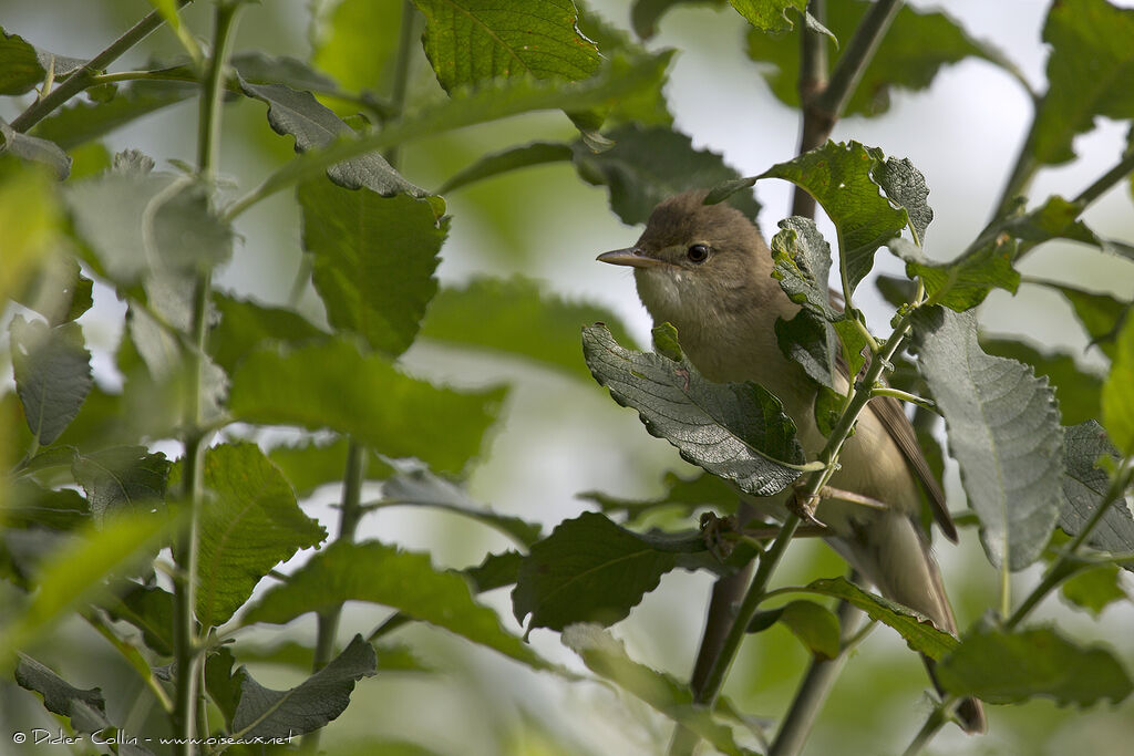 Marsh Warbleradult