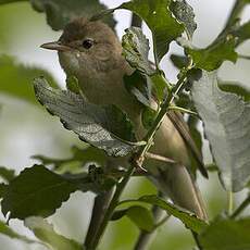 Marsh Warbler