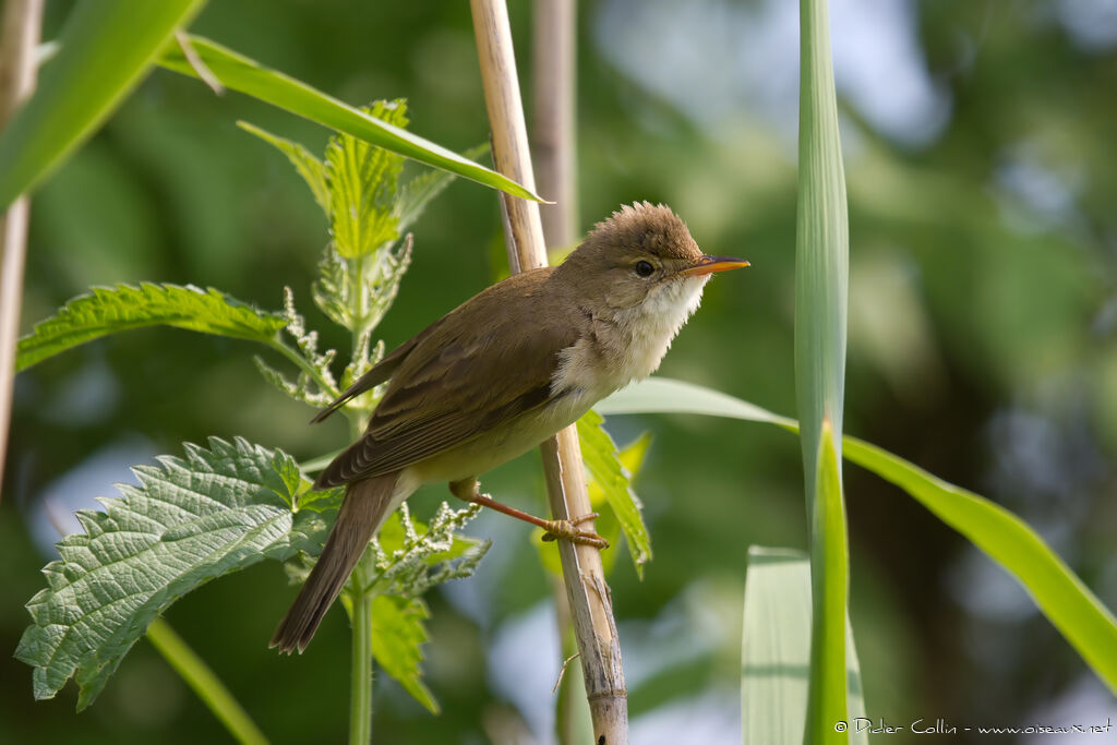 Marsh Warbler male adult breeding, identification