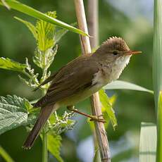 Marsh Warbler