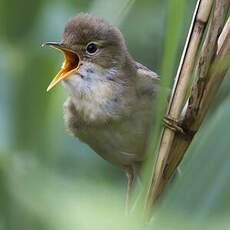 Marsh Warbler