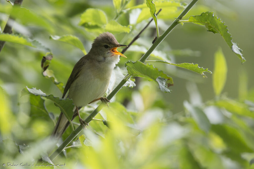 Rousserolle verderolleadulte, chant