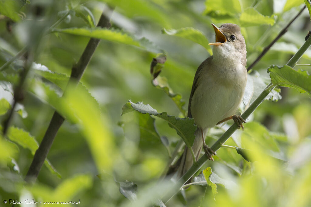 Rousserolle verderolleadulte, chant