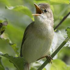 Marsh Warbler