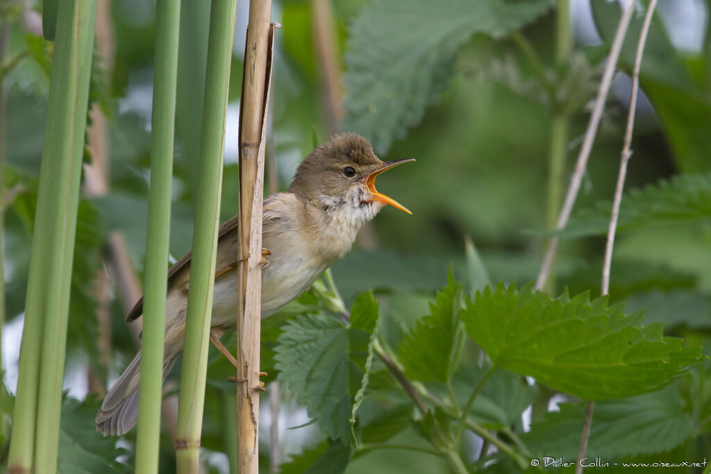 Marsh Warbleradult, song