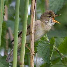 Marsh Warbler