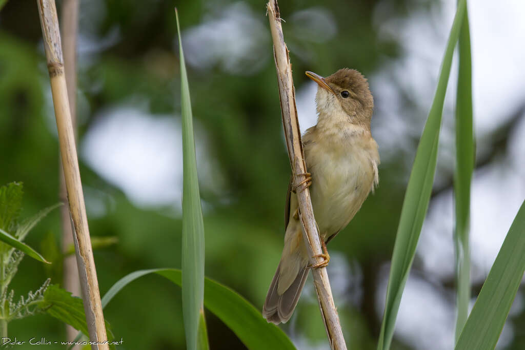 Marsh Warbleradult, habitat, pigmentation