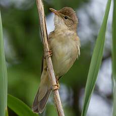 Marsh Warbler