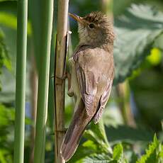 Marsh Warbler