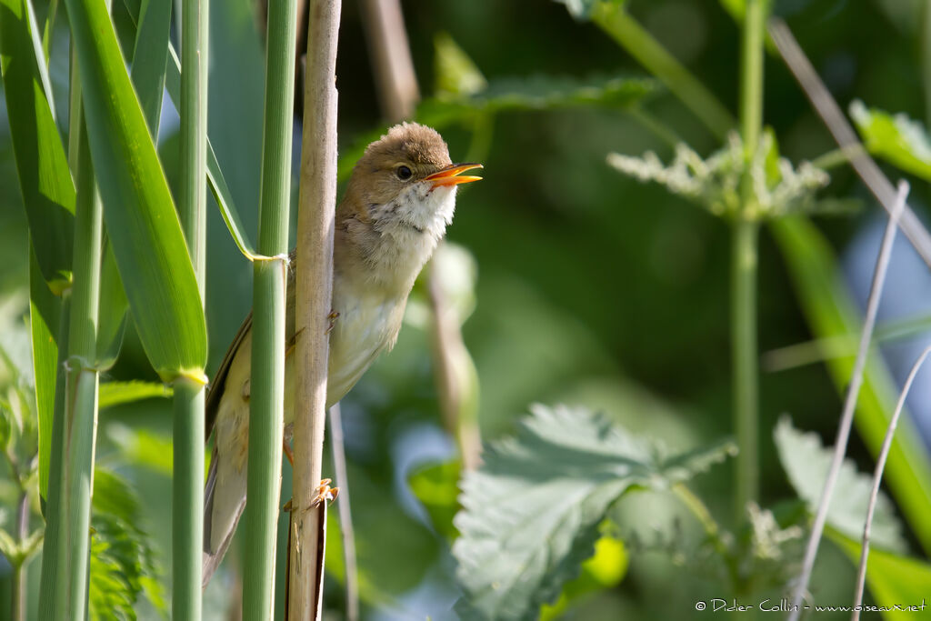 Rousserolle verderolleadulte, identification