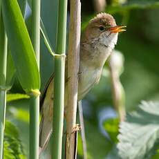 Marsh Warbler