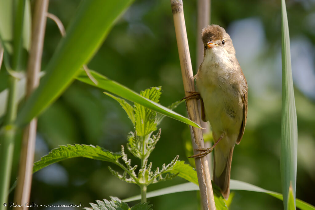 Rousserolle verderolleadulte, identification