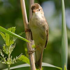 Marsh Warbler