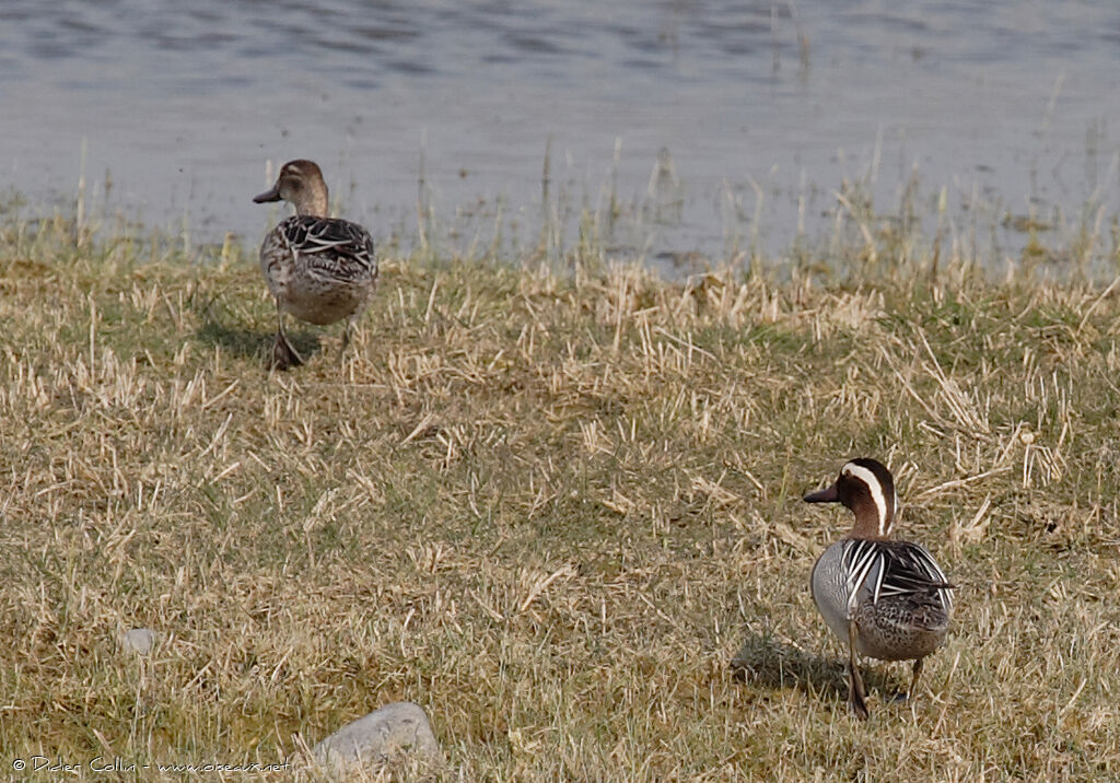 Garganey adult