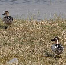 Garganey