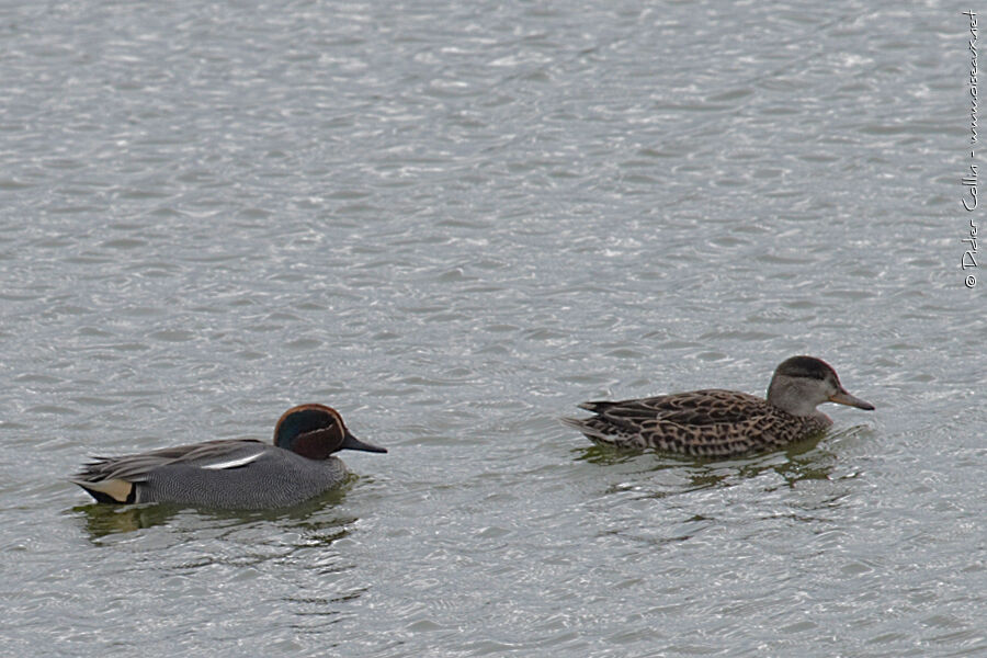 Eurasian Teal