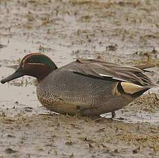 Eurasian Teal