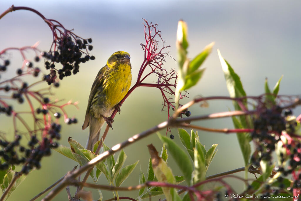 Serin cini mâle adulte, identification