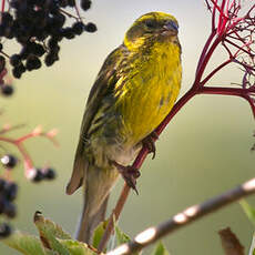 European Serin