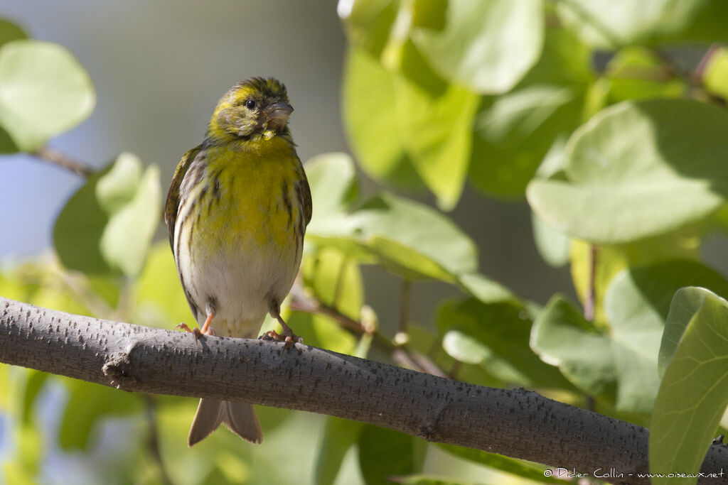 Serin cini mâle adulte, identification