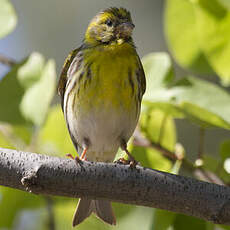 European Serin