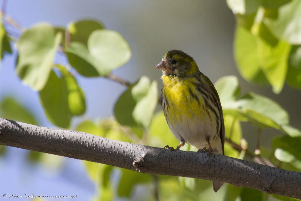 European Serin male adult, identification