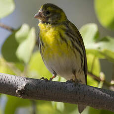 European Serin