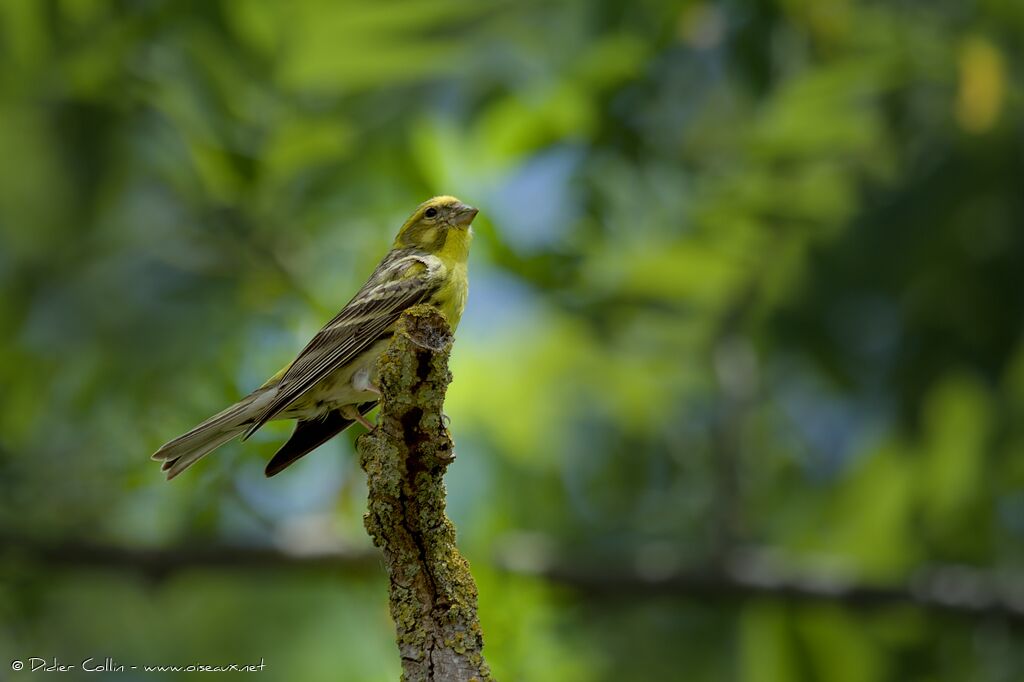 Serin ciniadulte