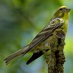 Serin cini