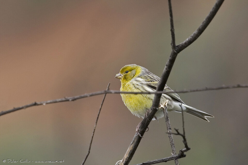 Atlantic Canary, identification