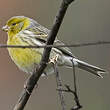 Serin des Canaries