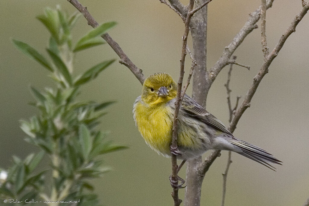 Atlantic Canary