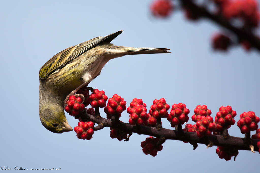 Serin des Canaries femelle 1ère année, régime, mange