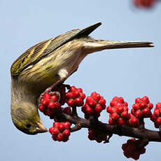 Serin des Canaries