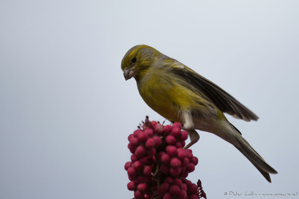 Serin des Canaries mâle adulte, mange