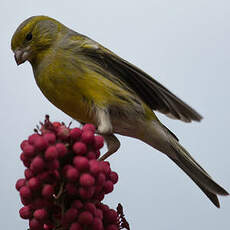 Serin des Canaries