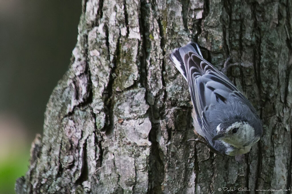 White-breasted Nuthatchadult