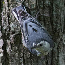 White-breasted Nuthatch