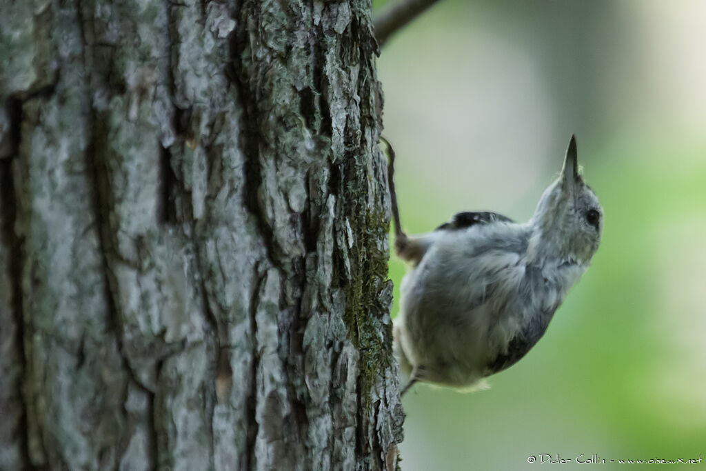 White-breasted Nuthatchadult