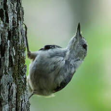 White-breasted Nuthatch