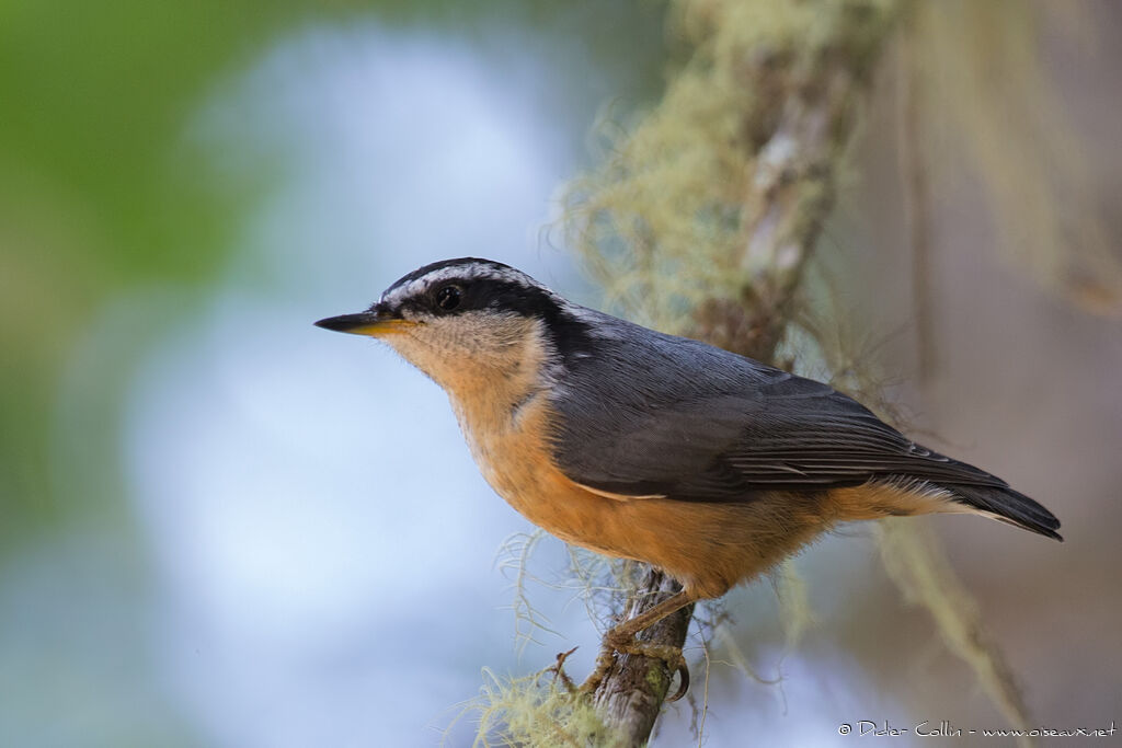 Red-breasted Nuthatchadult, identification