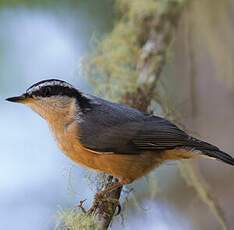 Red-breasted Nuthatch