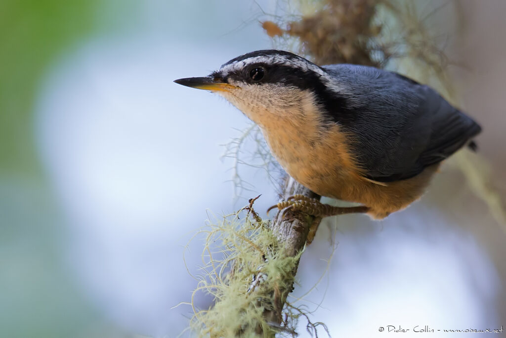 Red-breasted Nuthatchadult, identification