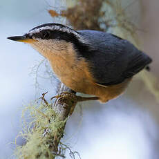 Red-breasted Nuthatch