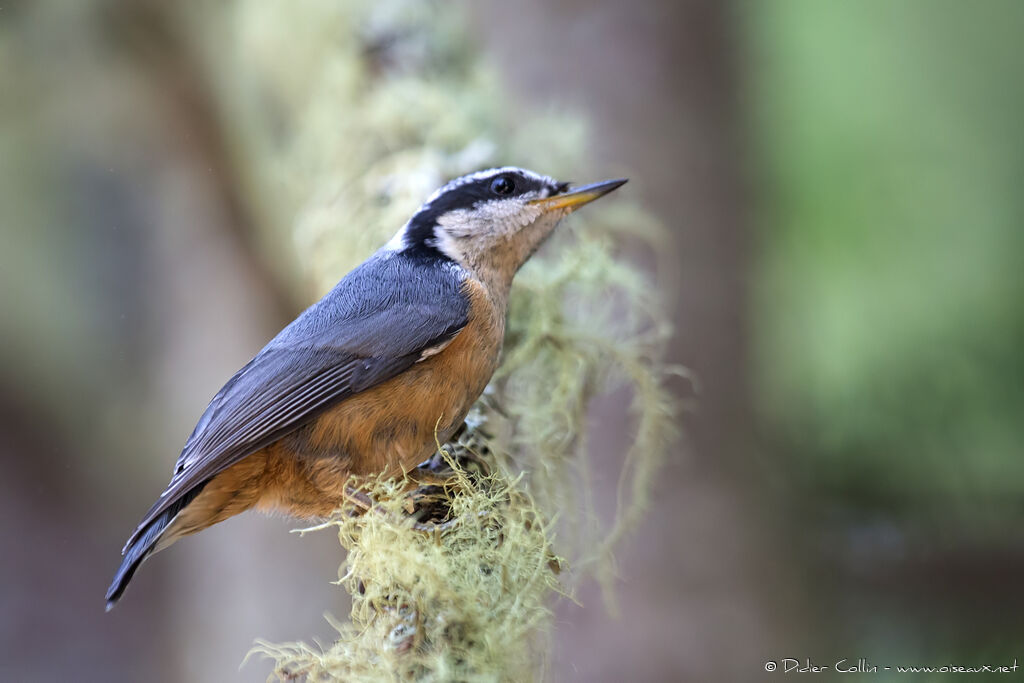 Red-breasted Nuthatchadult, identification