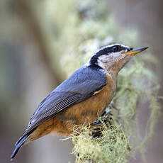 Red-breasted Nuthatch