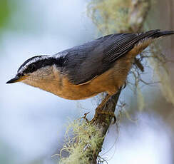 Red-breasted Nuthatch