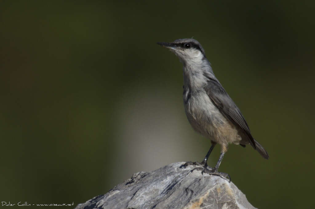 Western Rock Nuthatchadult, identification