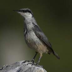 Western Rock Nuthatch